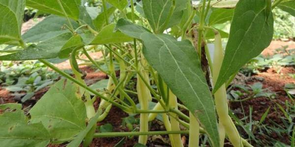 نحوه کاشت لوبیا سبز در باغچه