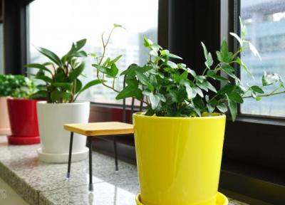 کدام گیاه های آپارتمانی داخل خانه خوب رشد می نمایند؟