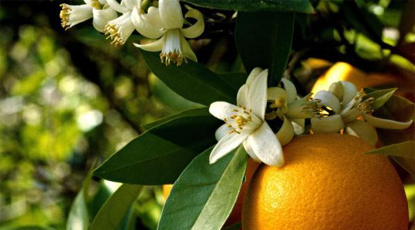 تمام خواص و مضرات و طبع بهار نارنج و روغن آن