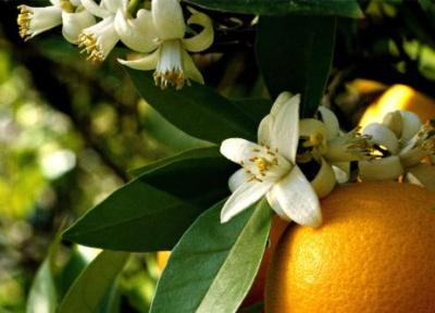 تمام خواص و مضرات و طبع بهار نارنج و روغن آن تمام خواص و مضرات و طبع بهار نارنج و روغن آن